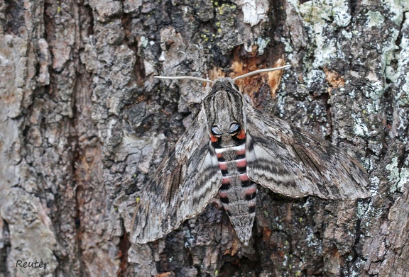 Windenschwärmer (Agrius convolvuli)